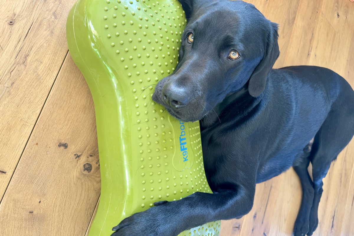 Schwarzer Hund liegt entspannt auf einem grünen K9FITbone-Trainingsgerät